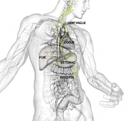 Approche biomécanique des troubles de l'intestin