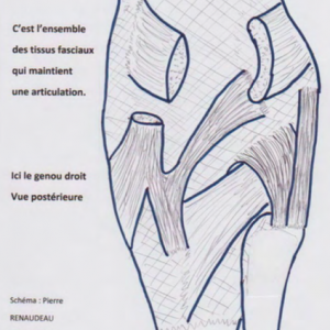 Définition médicale et scientifique de la lésion ostéopathique (et ses cousines) - partie 1