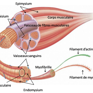 Intérêt de la connaissance de la fonction musculaire pour sa prise en charge lésionnelle