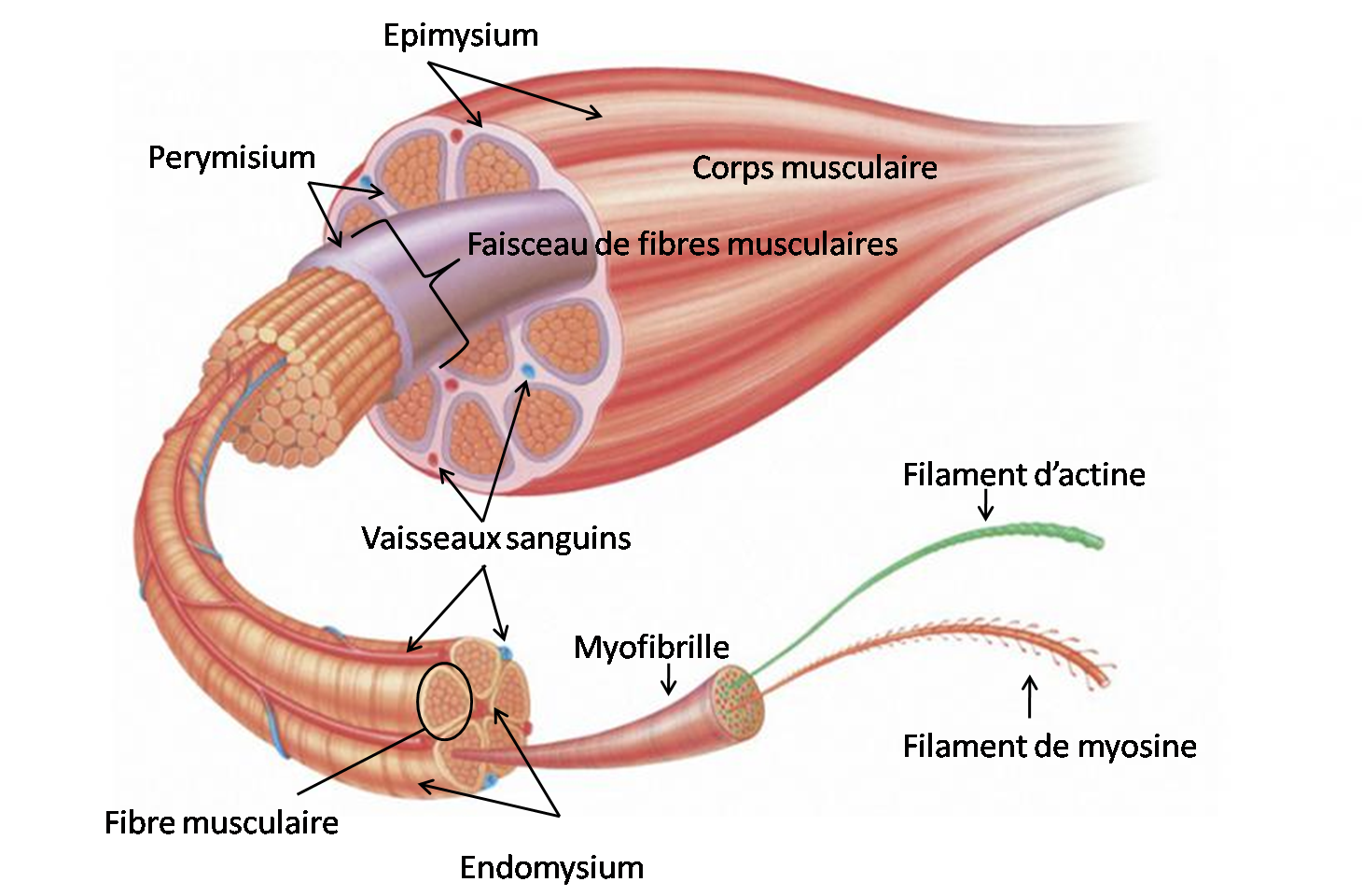 Intérêt de la connaissance de la fonction musculaire pour sa prise en charge lésionnelle