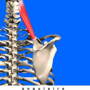 Intérêt des ODC dans le Syndrome de l?Élévateur de la Scapula