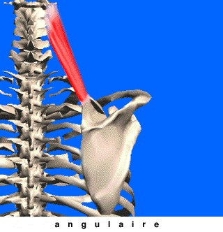 Intérêt des ODC dans le Syndrome de l?Élévateur de la Scapula